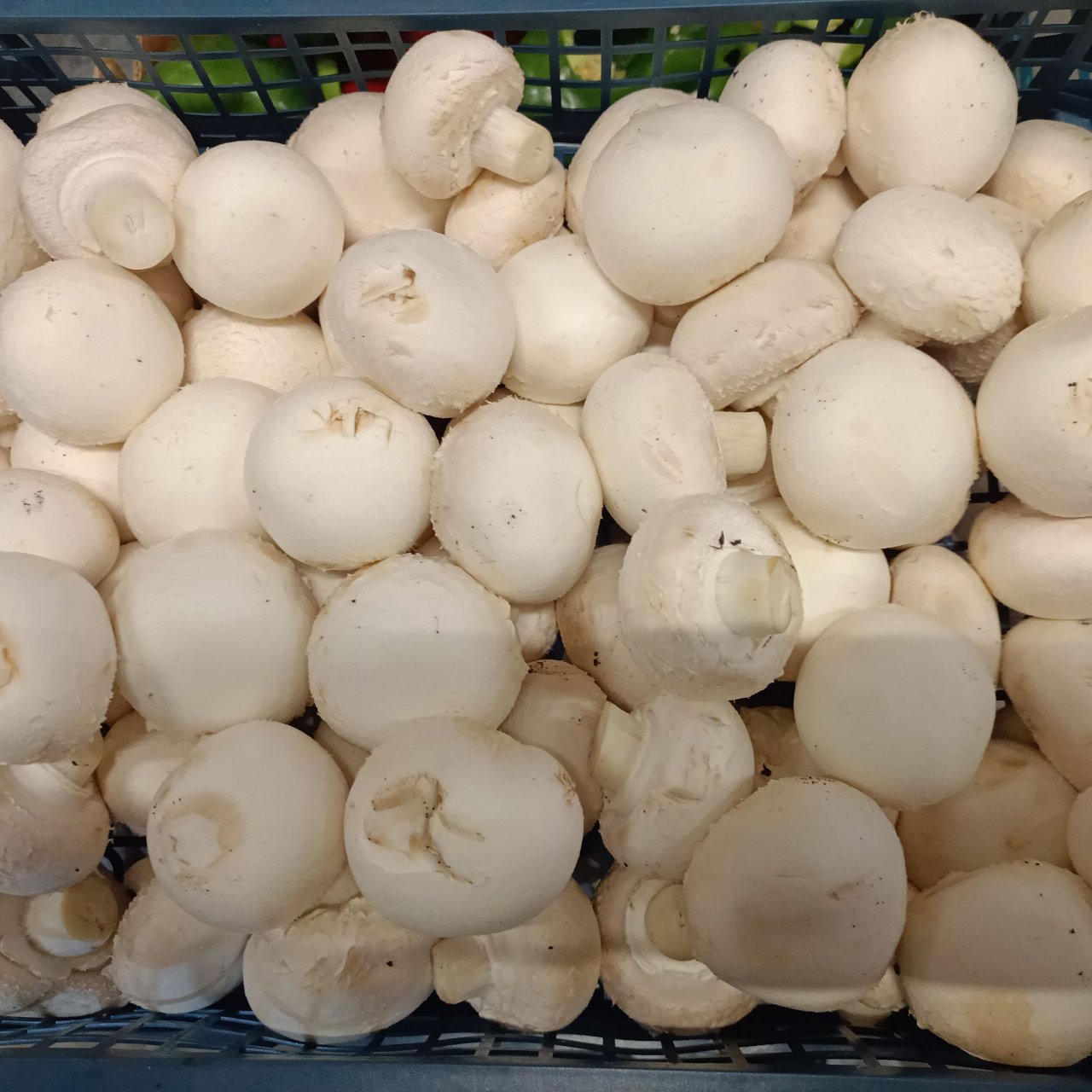 Mushroom