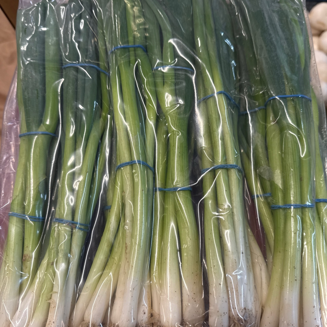 Spring Onion冲仔