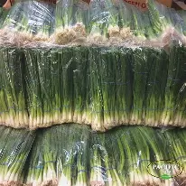 Spring Onion