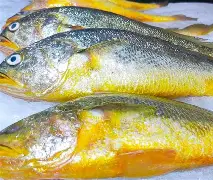 Hs Yellow Croaker 1x (4-)