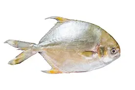 Pompano