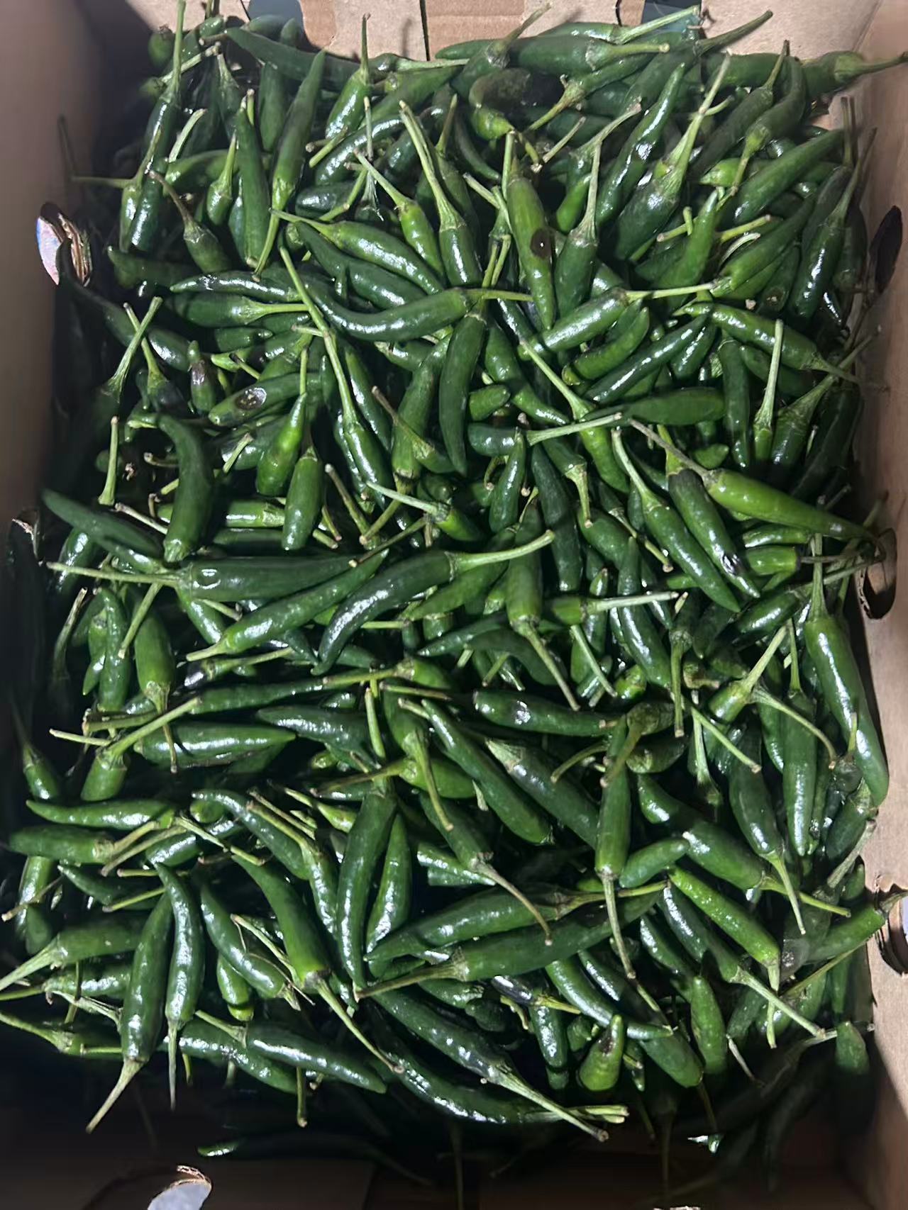 Fresh Bird Eye Green Chill