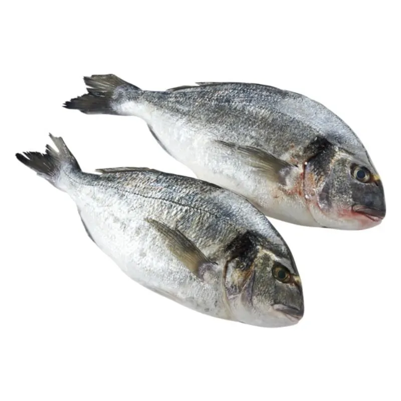 Sea Bream
