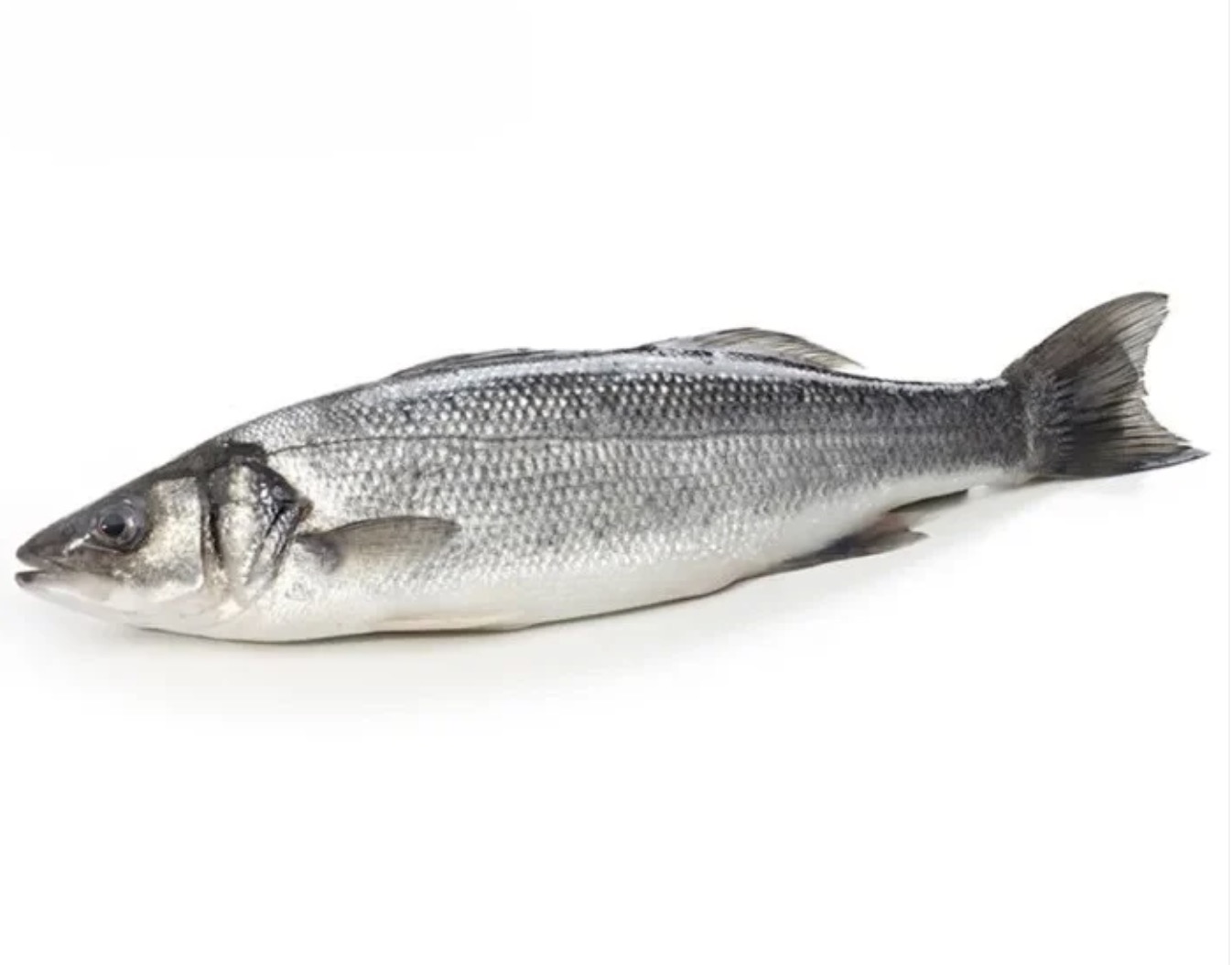 Seabass