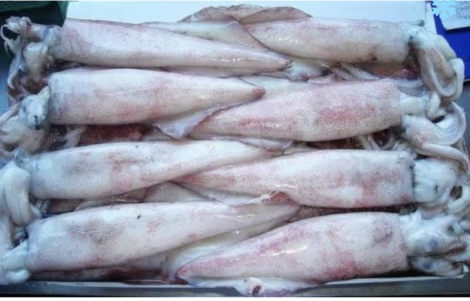 Frozen California Baby Squid