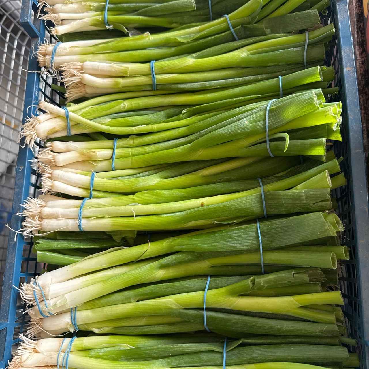 Large Basket Of Spring Onion